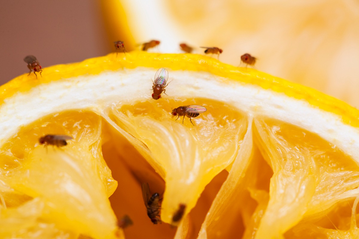 Moucherons dans la cuisine