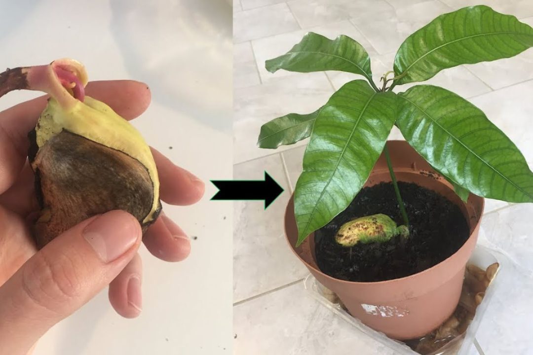 Faire germer un noyau de mangue