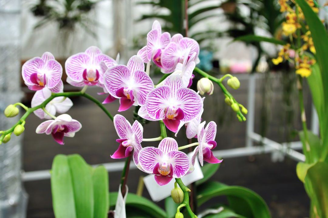 Orchidée qui ne produit que des feuilles