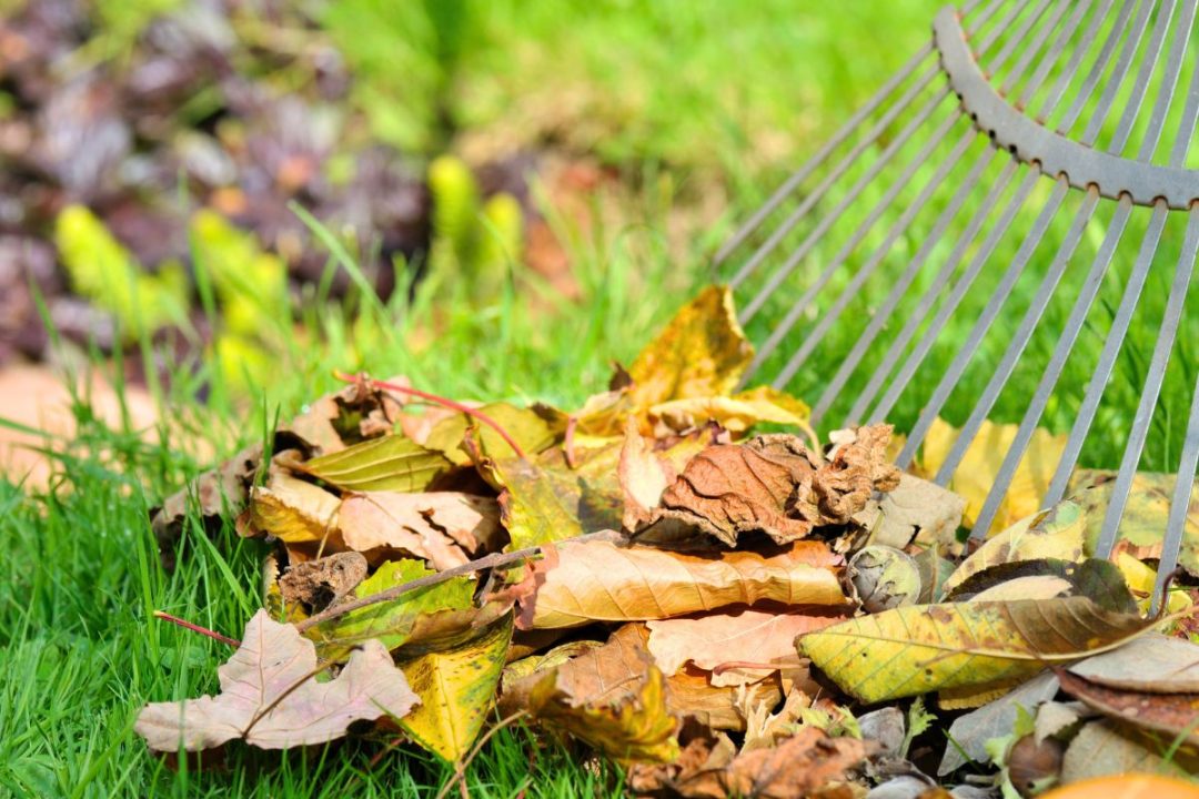 Ne jetez plus vos feuilles mortes