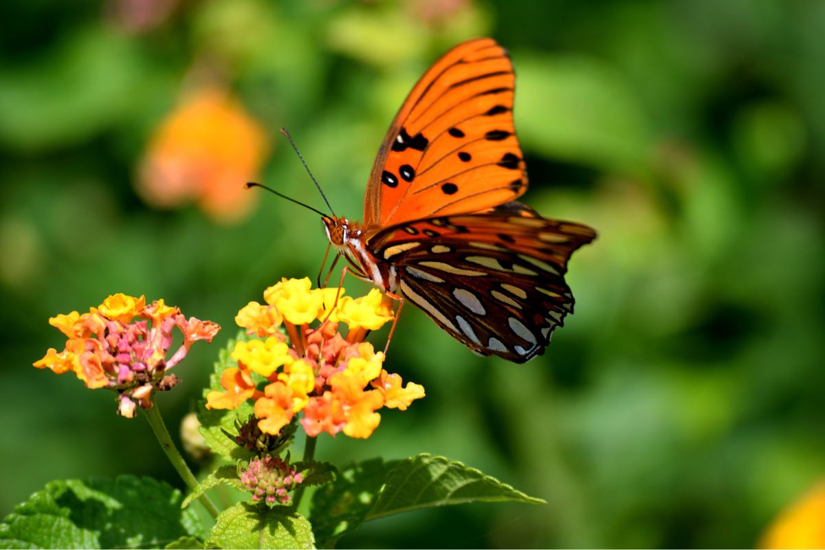 Insectes à vie éphémère