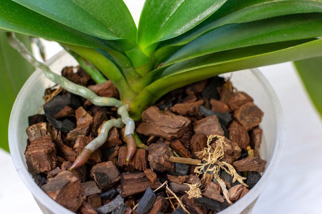 déclencher sa floraison des orchidées