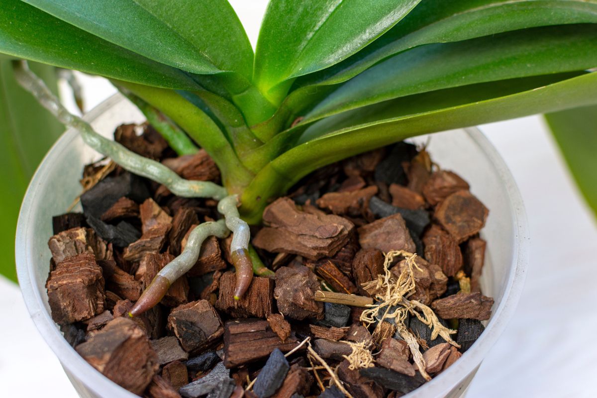 déclencher sa floraison des orchidées