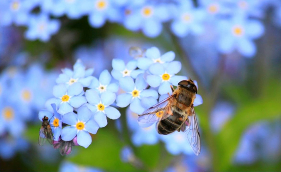Abeille faux bourdon