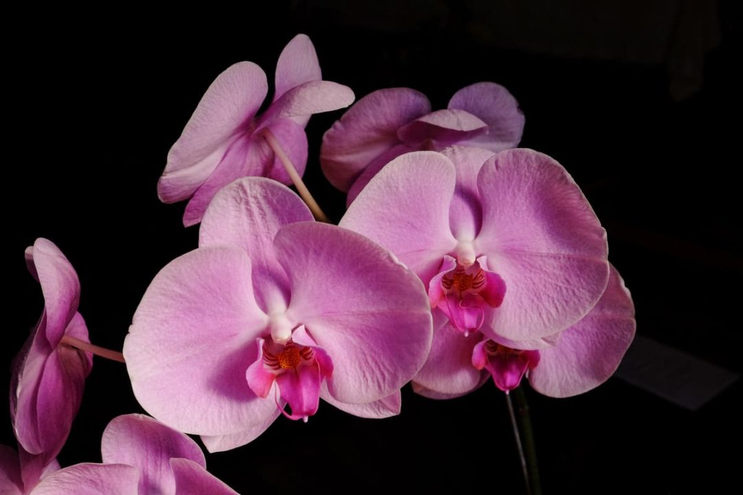 Orchidée dans le noir