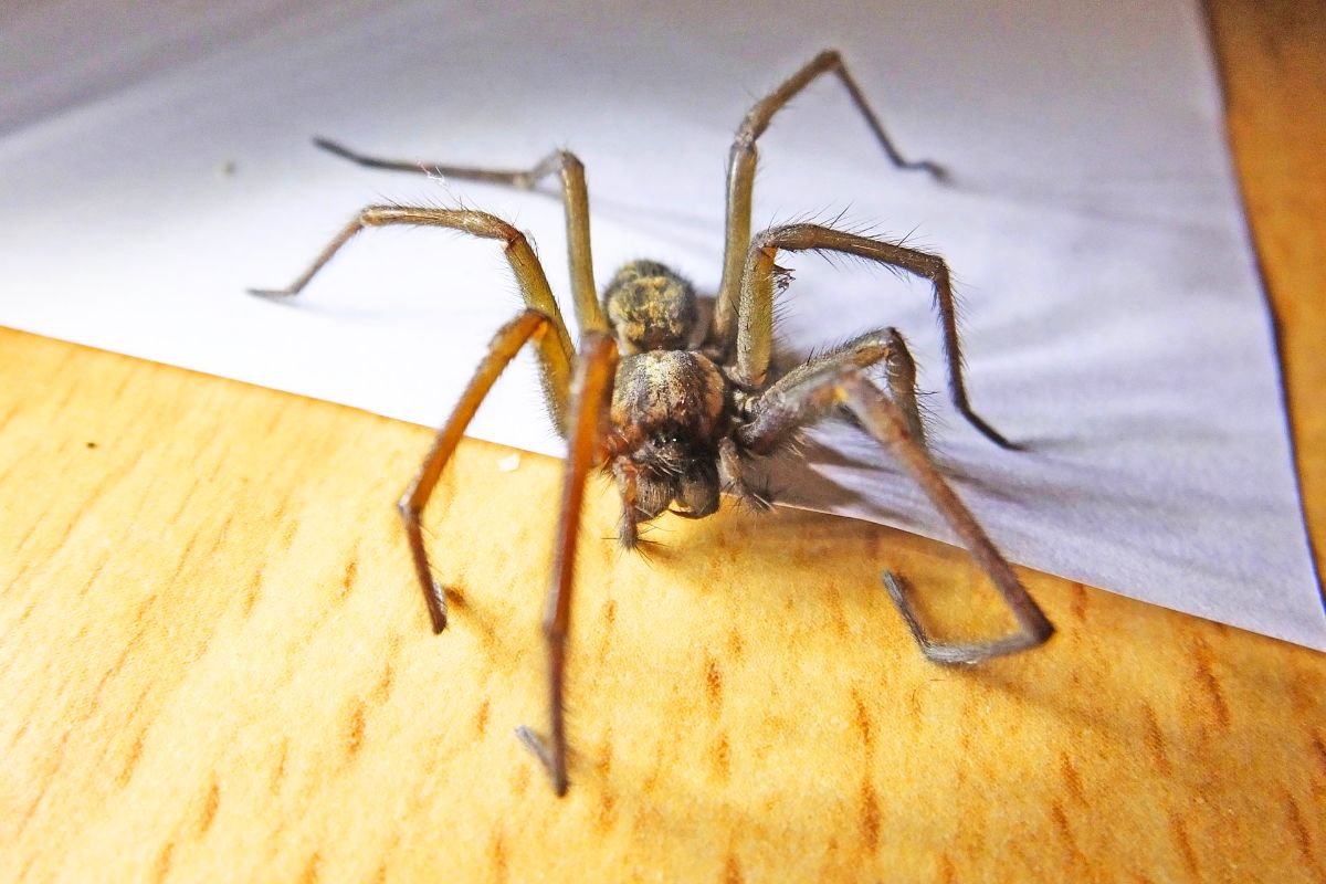 Signification araignée dans une maison
