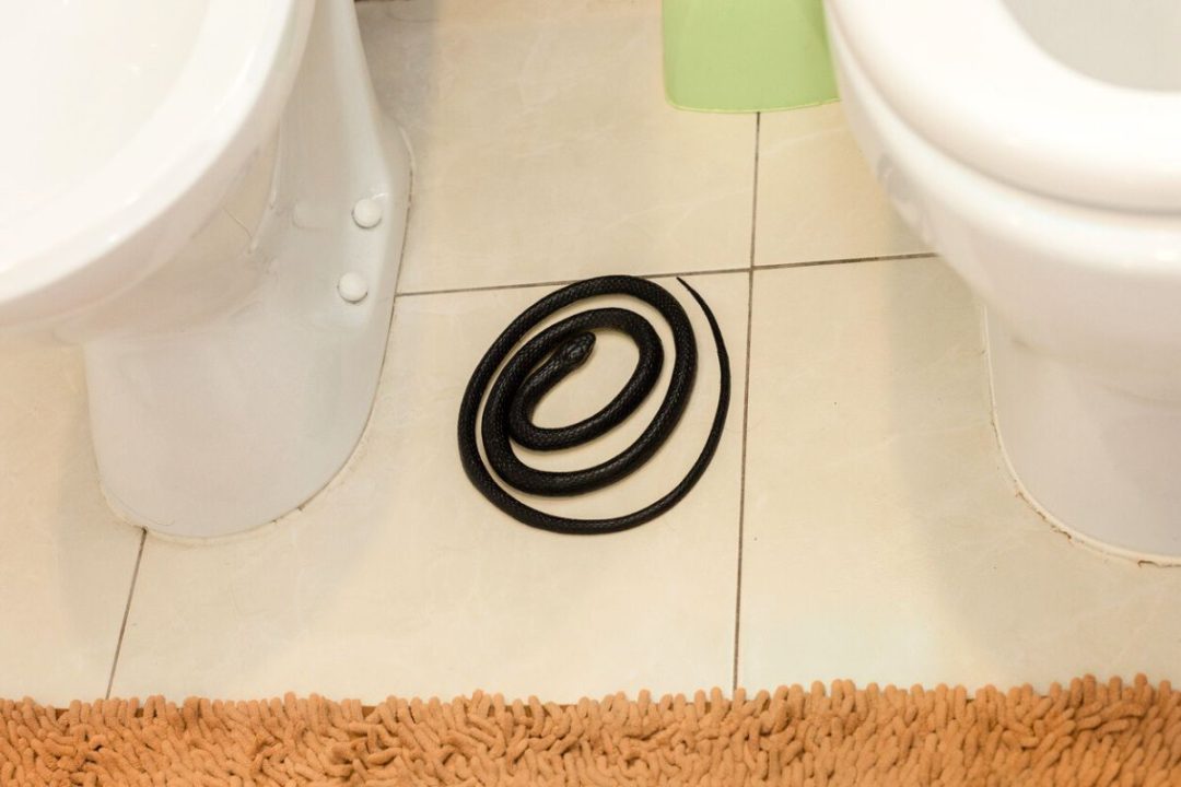 Serpent dans la douche