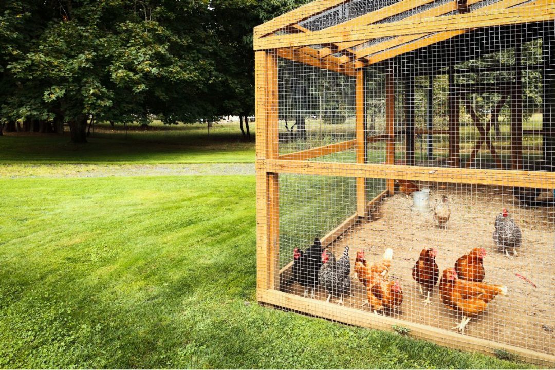 Amende sur les poulaillers installés dans le jardin