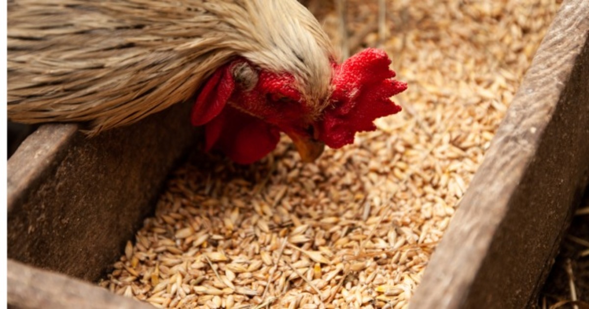 Coq glanant du grains