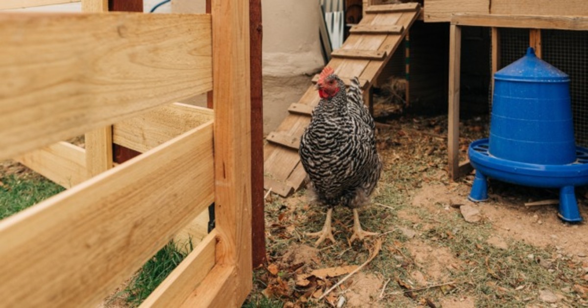 Poule dans poulailler