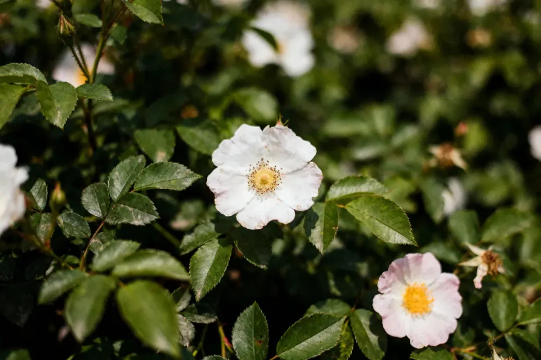 Fleurs blanches et roses avec un cœur jaune, entourées de feuilles vertes lumineuses dans un jardin.