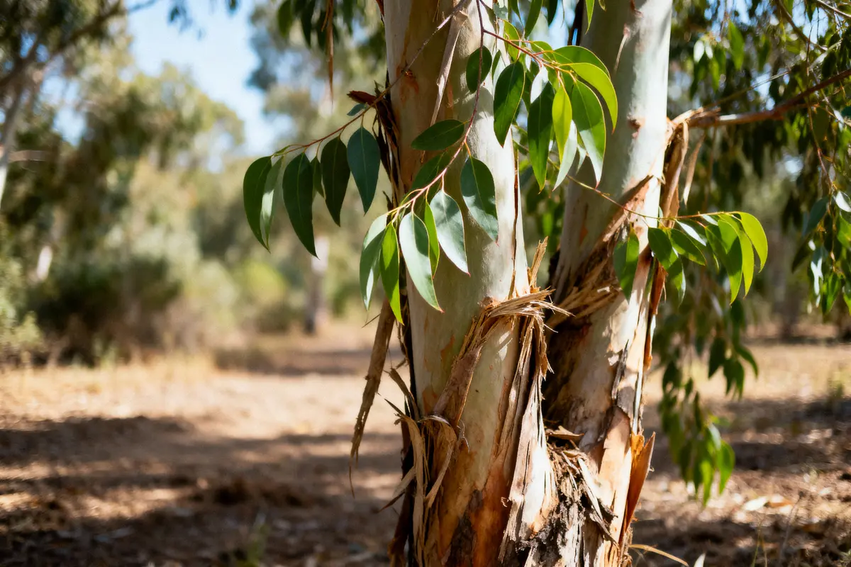 Écorce d'arbre d'eucalyptus avec feuilles vertes en gros plan, ensoleillé, fond de forêt flou.
