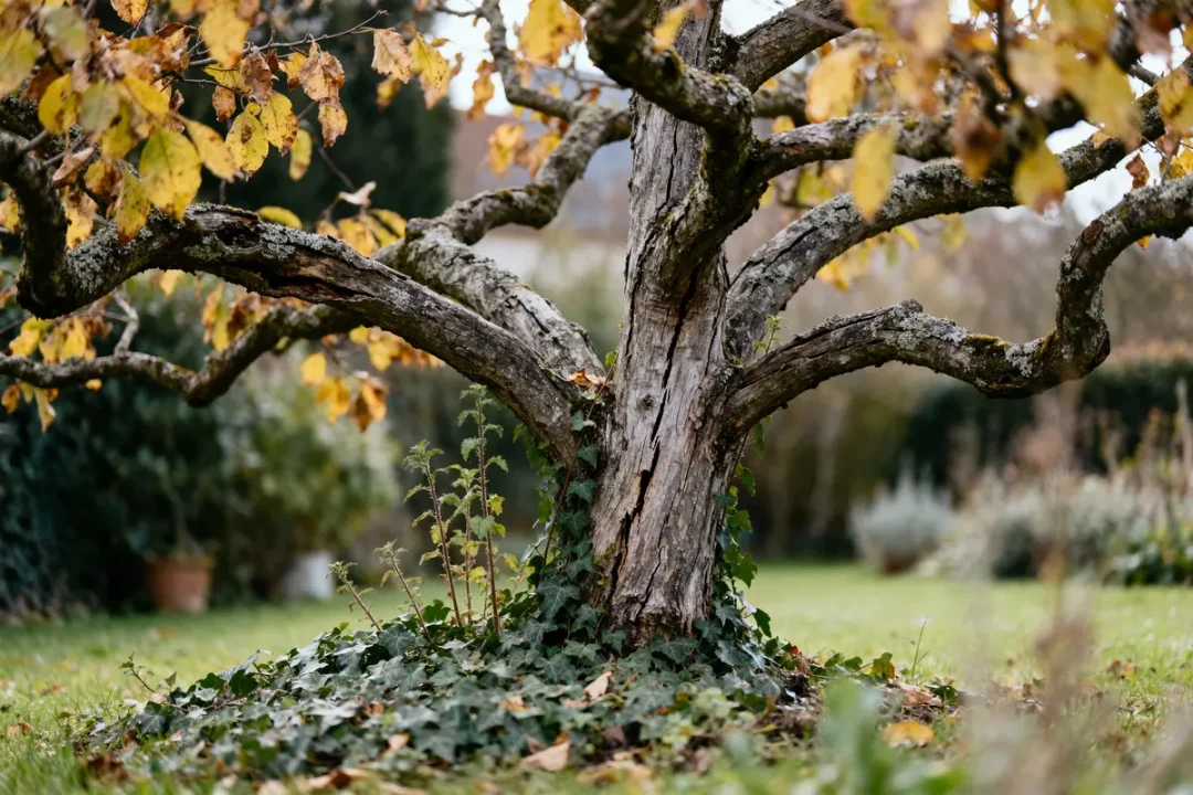 Arbre à écorce rugueuse, branches tortueuses, feuilles jaunes, végétation autour, sur fond de jardin flou.