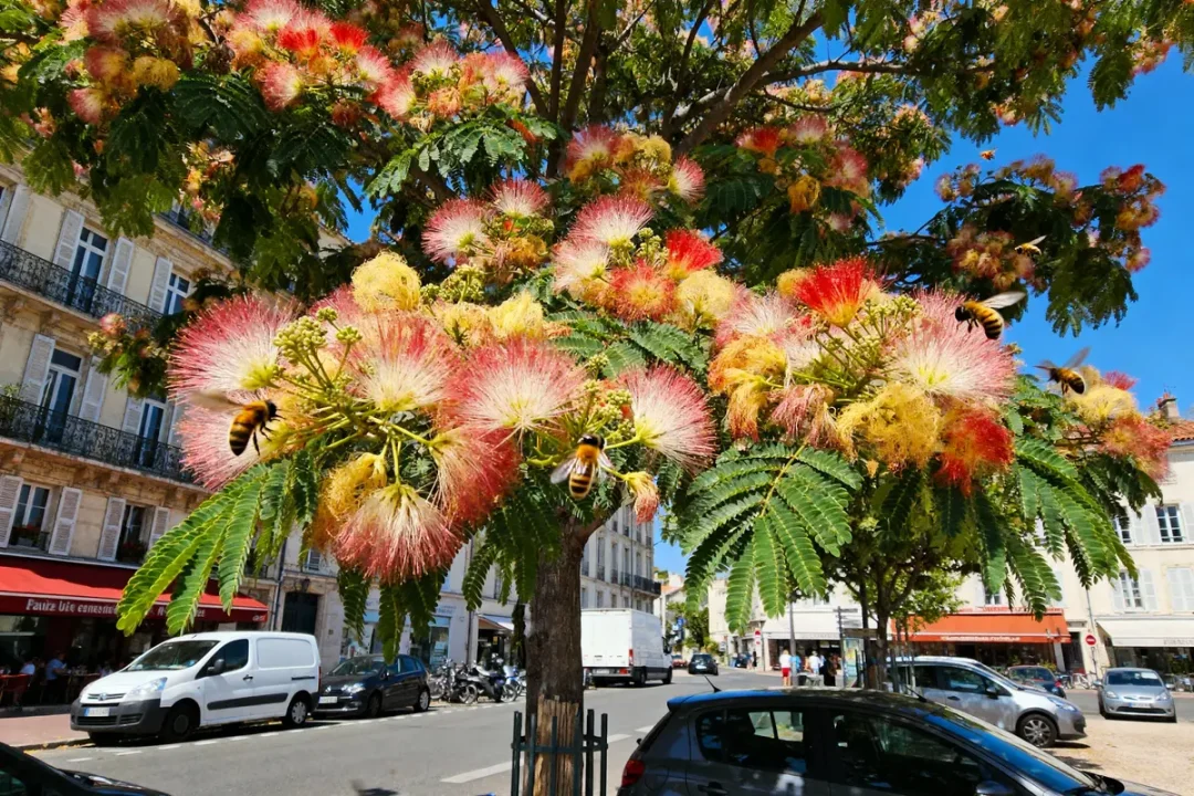 Arbre à fleurs colorées avec des abeilles, rue animée en arrière-plan, ciel bleu, bâtiments historiques.