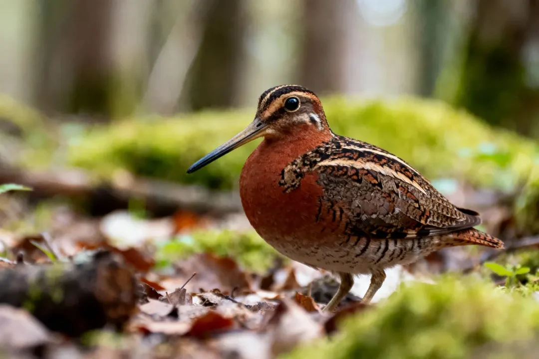 Oiseau aux plumes brunes et oranges, debout sur sol forestier couvert de feuilles et mousse, regardant à gauche.