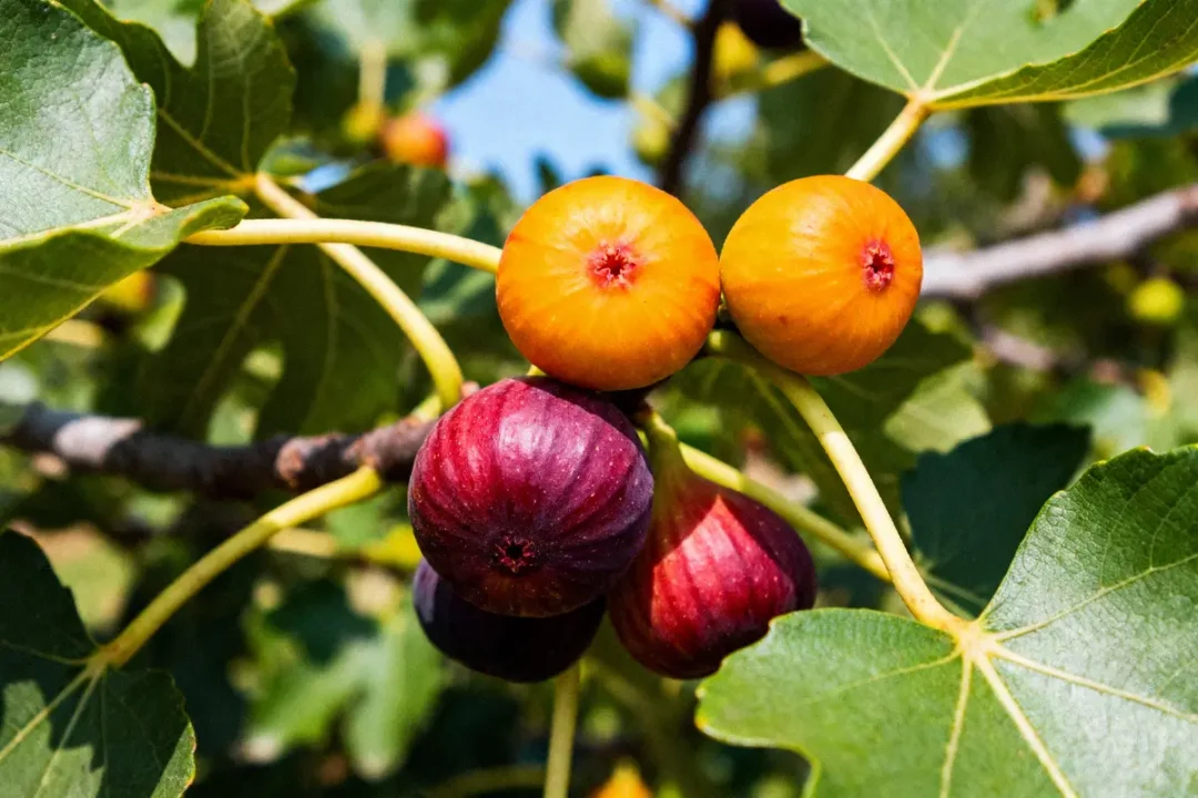 Des figues vertes et violettes sur une table en bois, une figue coupée en deux.