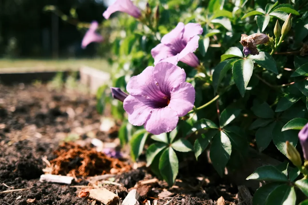 Fleurs violettes écloses sur un sol terreux, entourées de feuillage vert, sous un soleil éclatant.