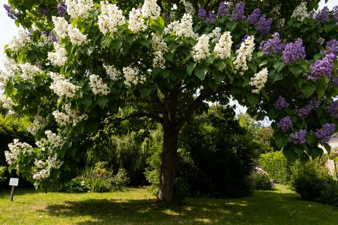 Arbre avec fleurs blanches et violettes dans un jardin verdoyant, lumière naturelle, ciel partiellement nuageux.