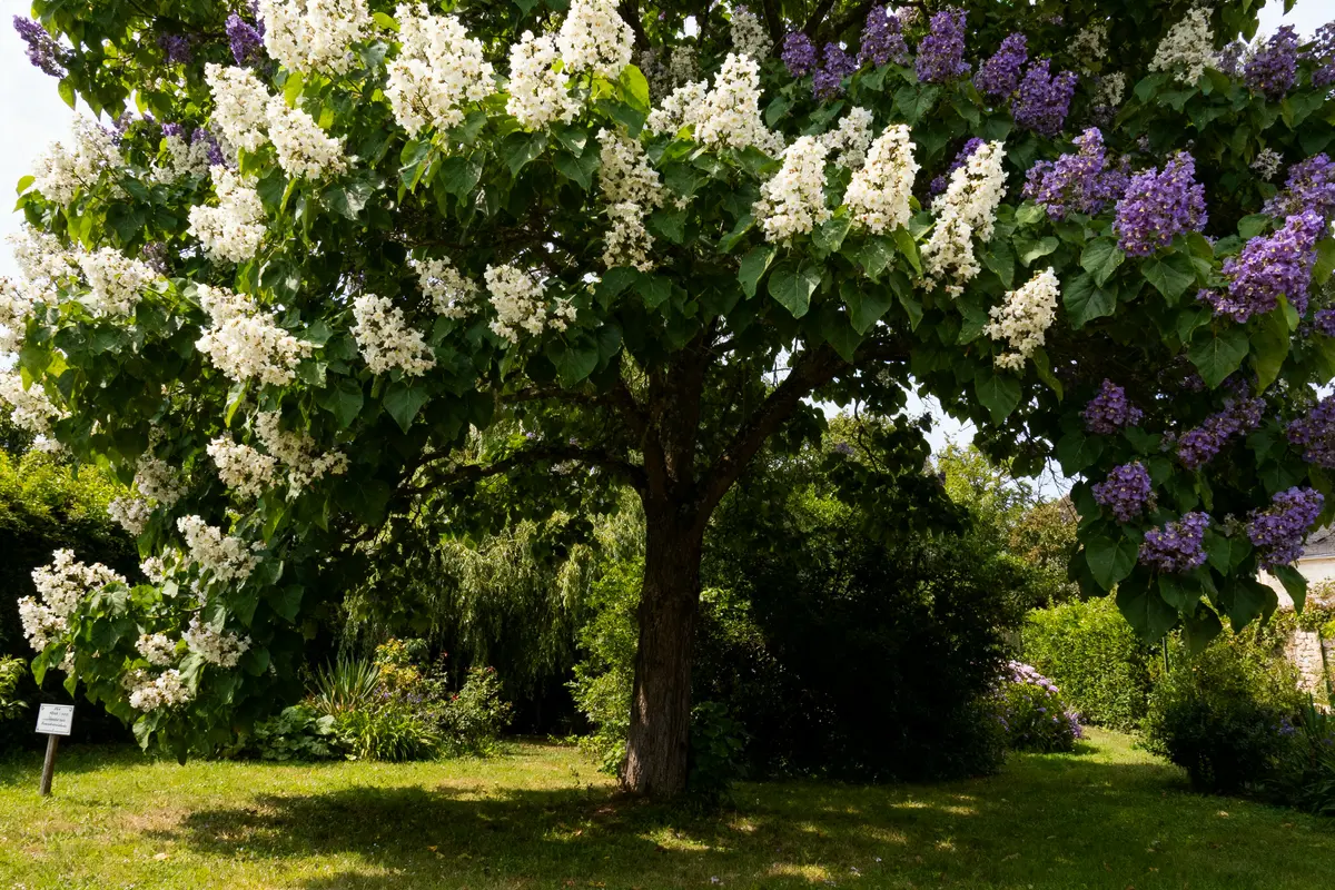 Arbre avec fleurs blanches et violettes dans un jardin verdoyant, lumière naturelle, ciel partiellement nuageux.