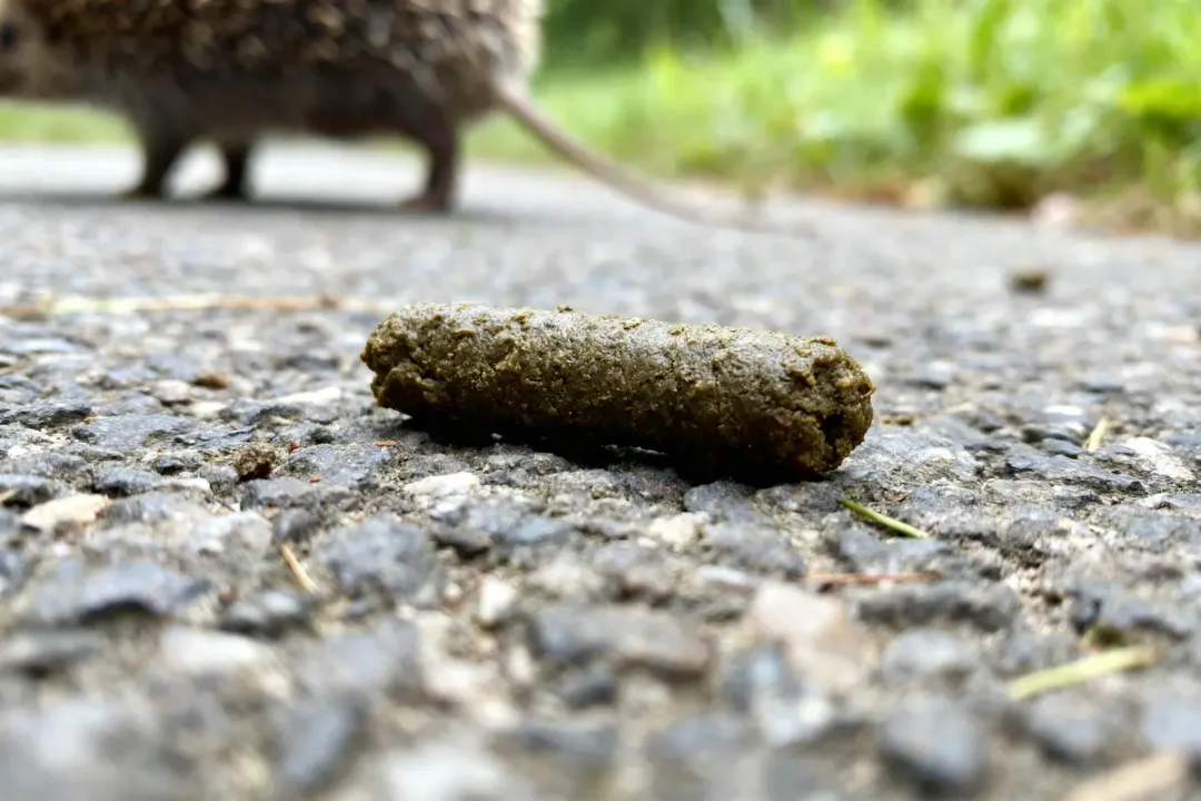 Crottes de hérisson sur sol en gravier, hérisson flou en arrière-plan, présence de verdure.