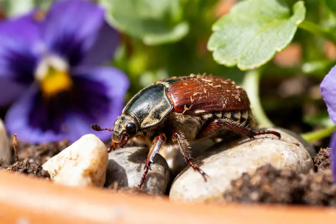 Un scarabée brun sur des cailloux près de fleurs violettes et feuillage vert.