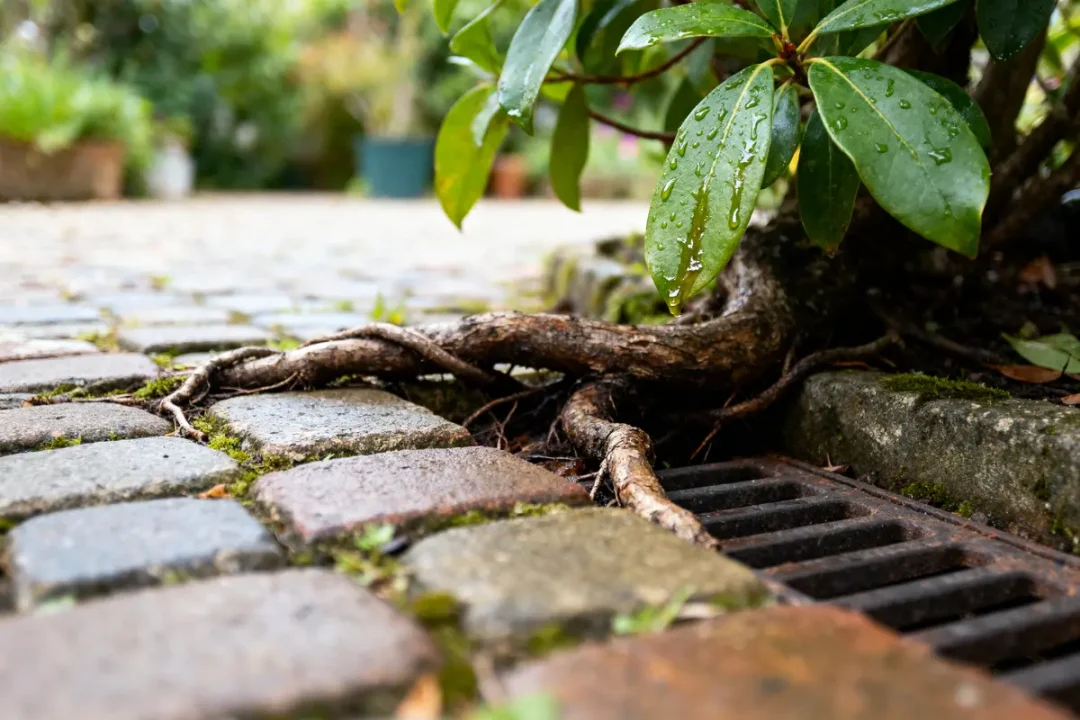 Racine d'arbre traversant pavés mouillés près d'une grille de drainage, feuilles avec gouttes d'eau.