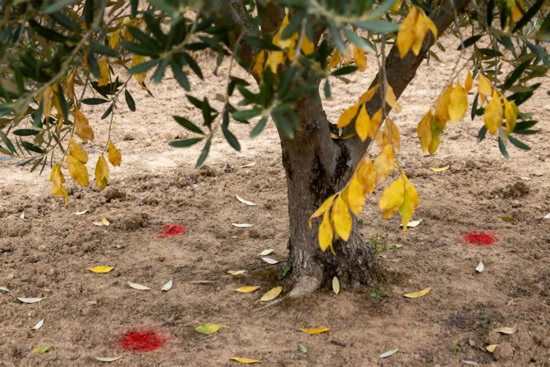 Olivier avec feuilles jaunes, sol de terre, marques rouges circulaires peintes au sol.