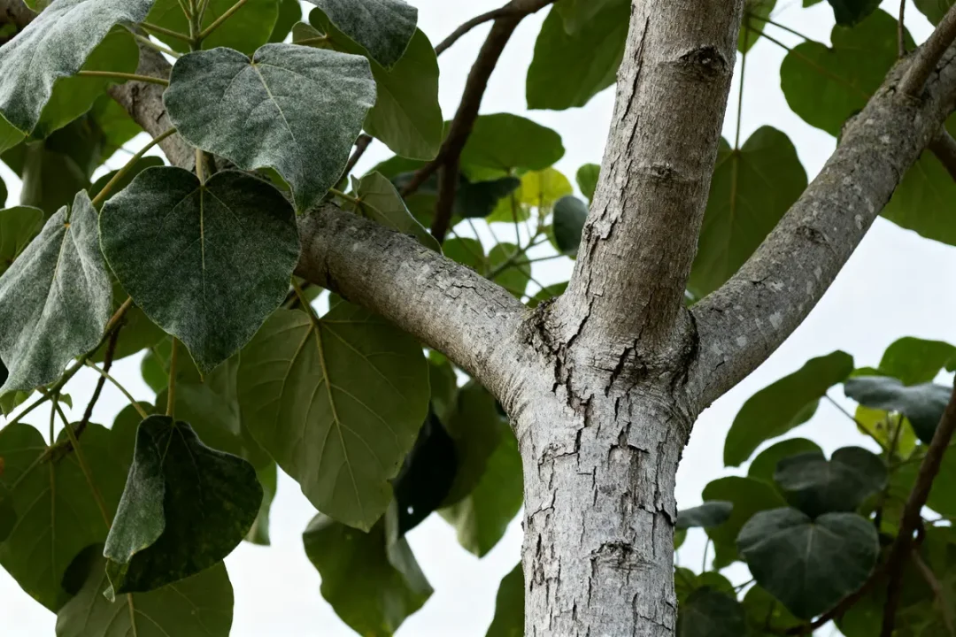 Feuillage et tronc de foxglove tree Paulownia tomentosa avec grandes feuilles vertes