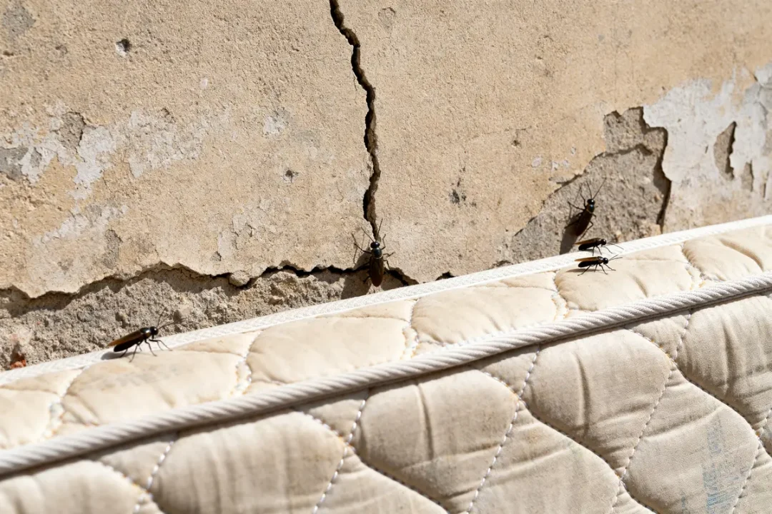 Matelas infesté par des punaises de lit Paris avec fissures sur mur en arrière-plan