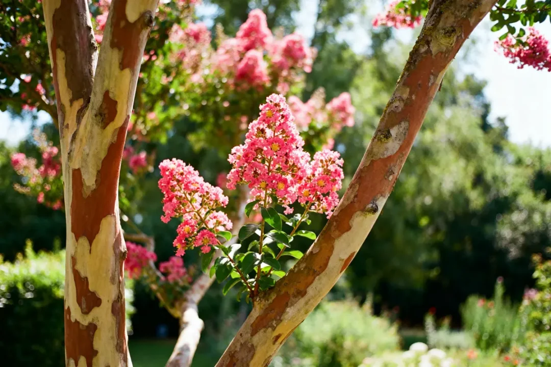 Fleurs roses de Lagerstroemia indica L. avec tronc exfolié en arrière-plan verdoyant