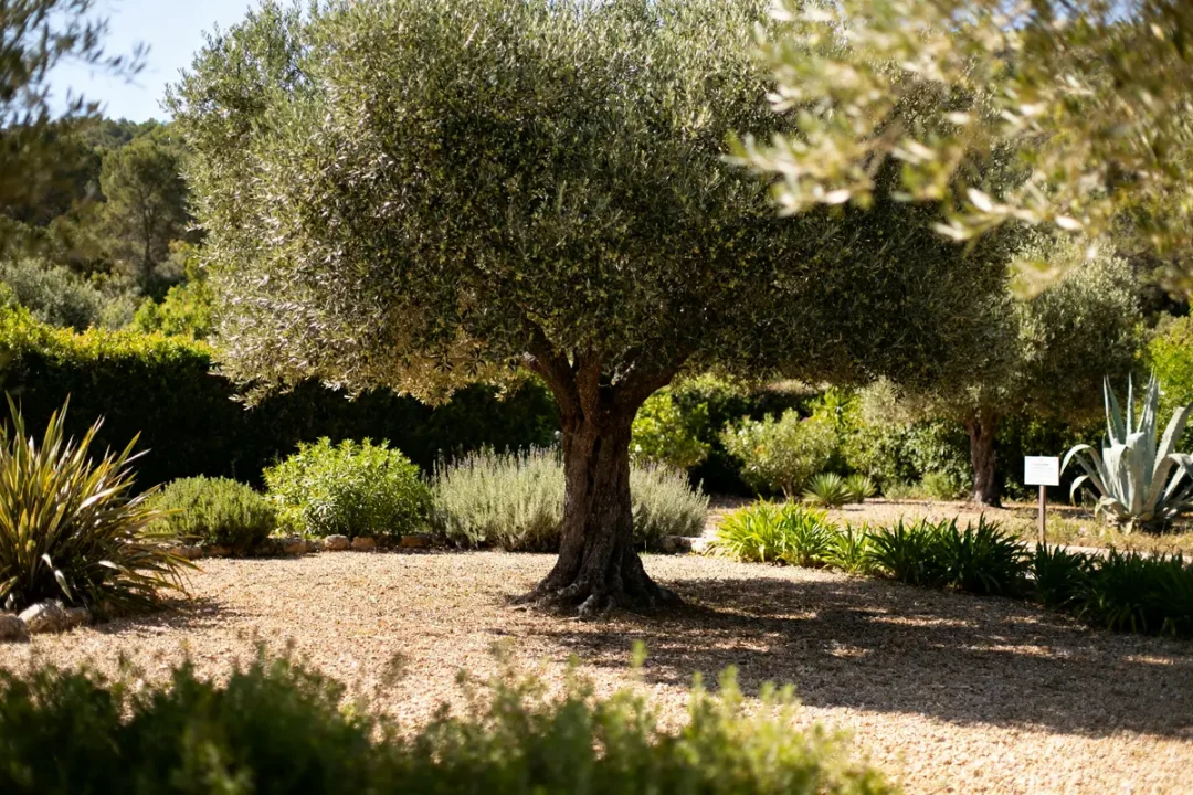 Olivier majestueux dans un jardin méditerranéen montrant comment mettre en valeur un olivier