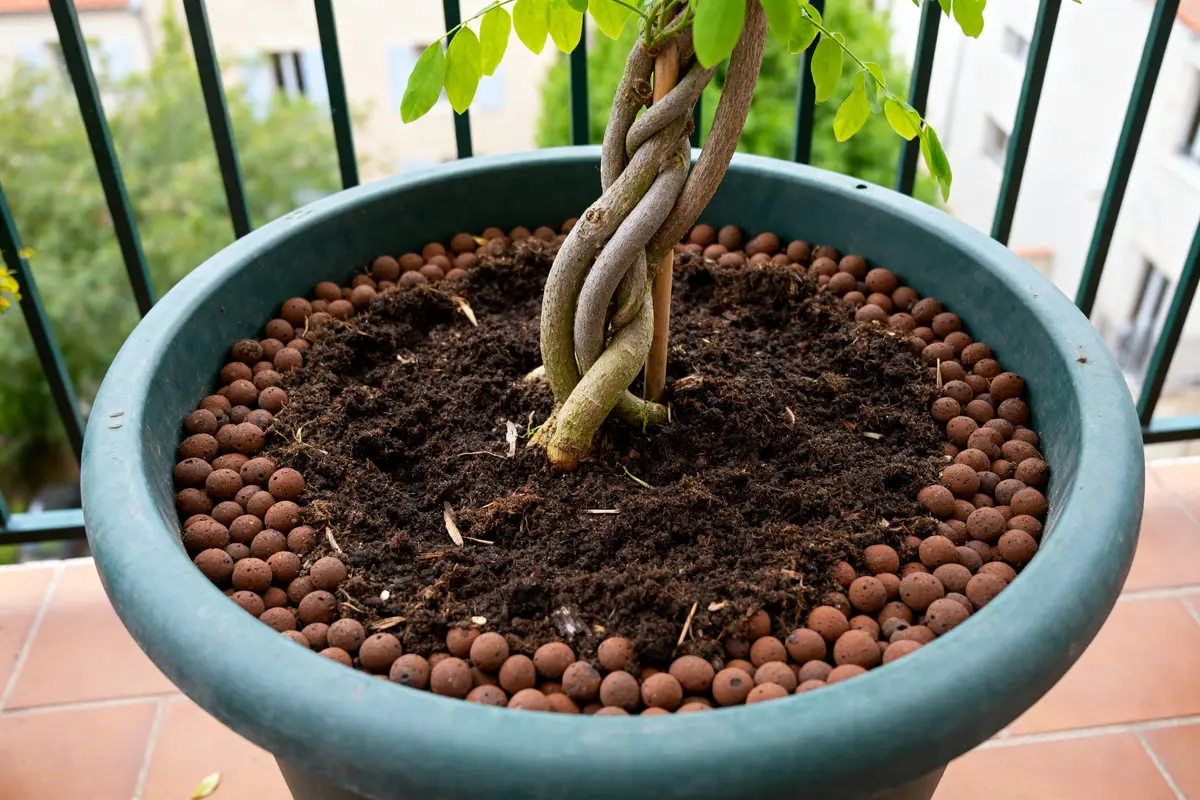 Glycine en pot avec tronc tressé et billes d'argile pour drainage efficace