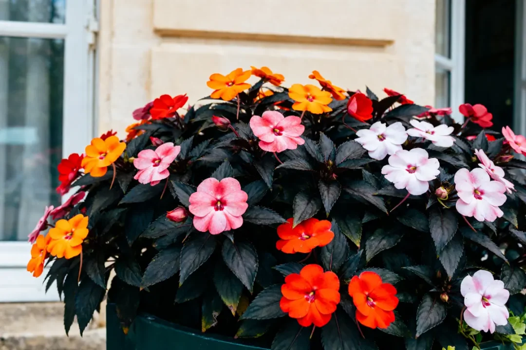 Fleurs colorées d'impatience de Guinée devant une fenêtre blanche et mur beige