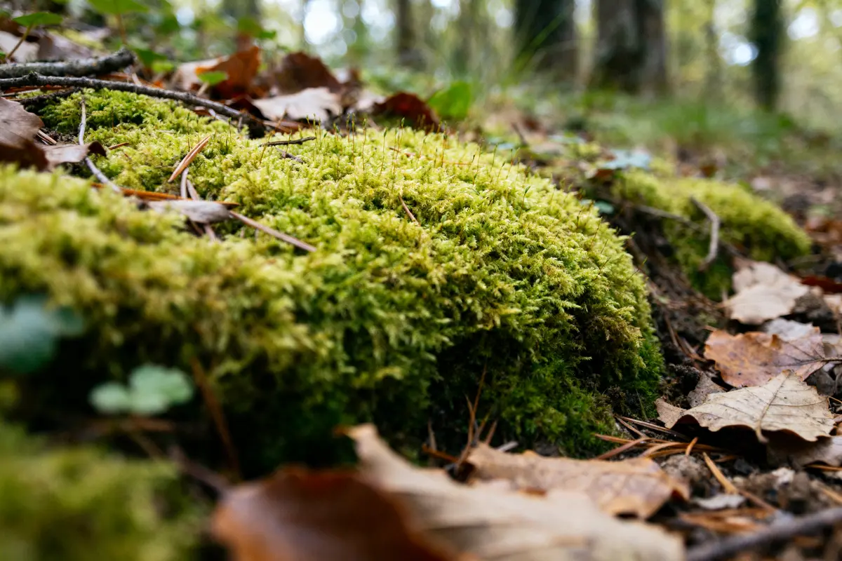 Gros plan de mousse anglaise verdoyante sur sol forestier avec feuilles mortes.