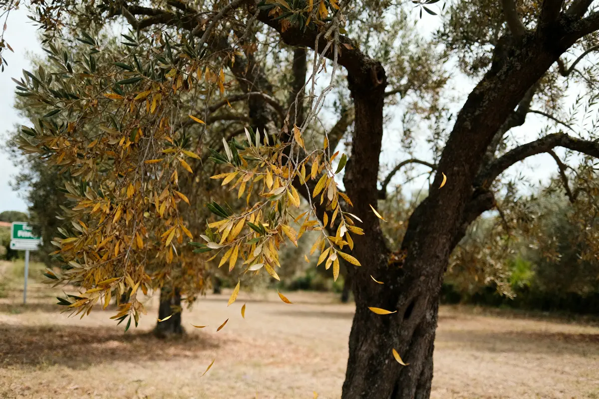 Feuilles tombant d'un olivier sec en automne, l'olivier perd ses feuilles.