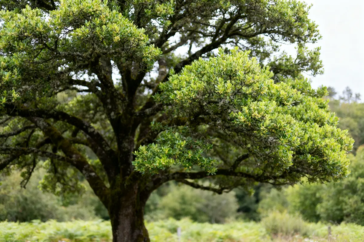 Arbre au tronc épais et feuillage dense illustrant la signification de l'arbre de jade