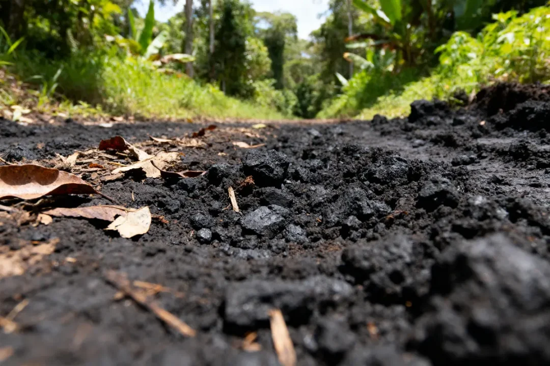 Sol noir fertile en forêt tropicale, exemplaire de terra preta enrichie en carbone organique