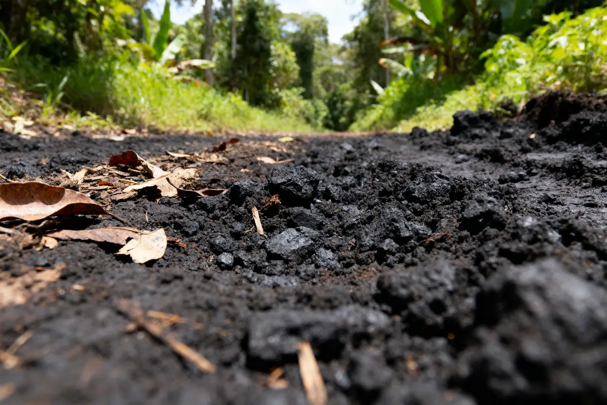 Sol noir fertile en forêt tropicale, exemplaire de terra preta enrichie en carbone organique