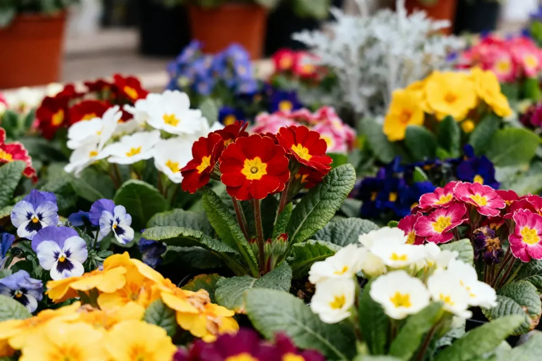 Différents types de fleurs colorées incluant primevères et pensées dans un jardin fleuri
