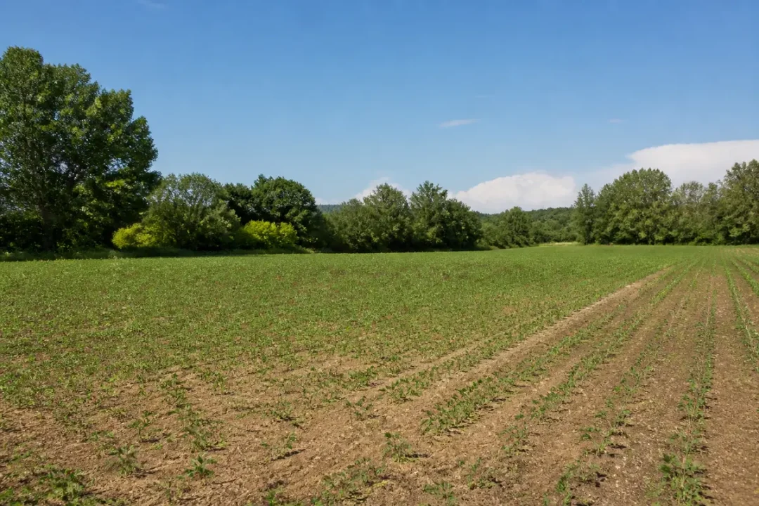 Champ vert sous ciel bleu, représentant un hectare converti en mètres carrés.