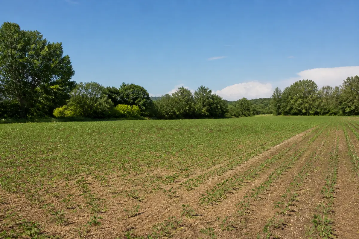 Champ vert sous ciel bleu, représentant un hectare converti en mètres carrés.