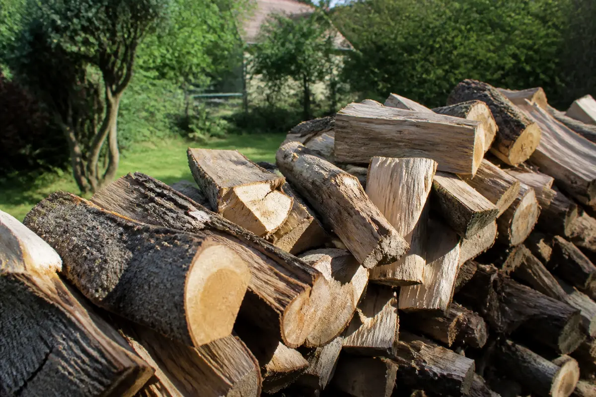Bûches d'albizia comme bois de chauffage empilées dans un jardin verdoyant