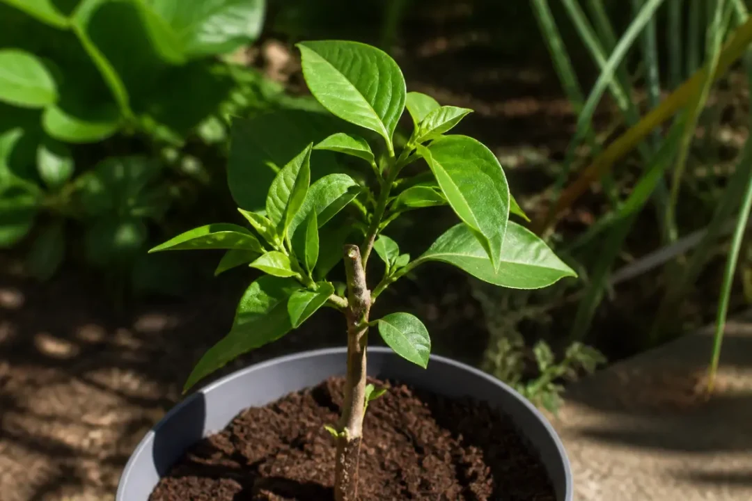 Jeune plante de bougainvillier en pot, illustrant une bouture de bougainvillier verte et vigoureuse.