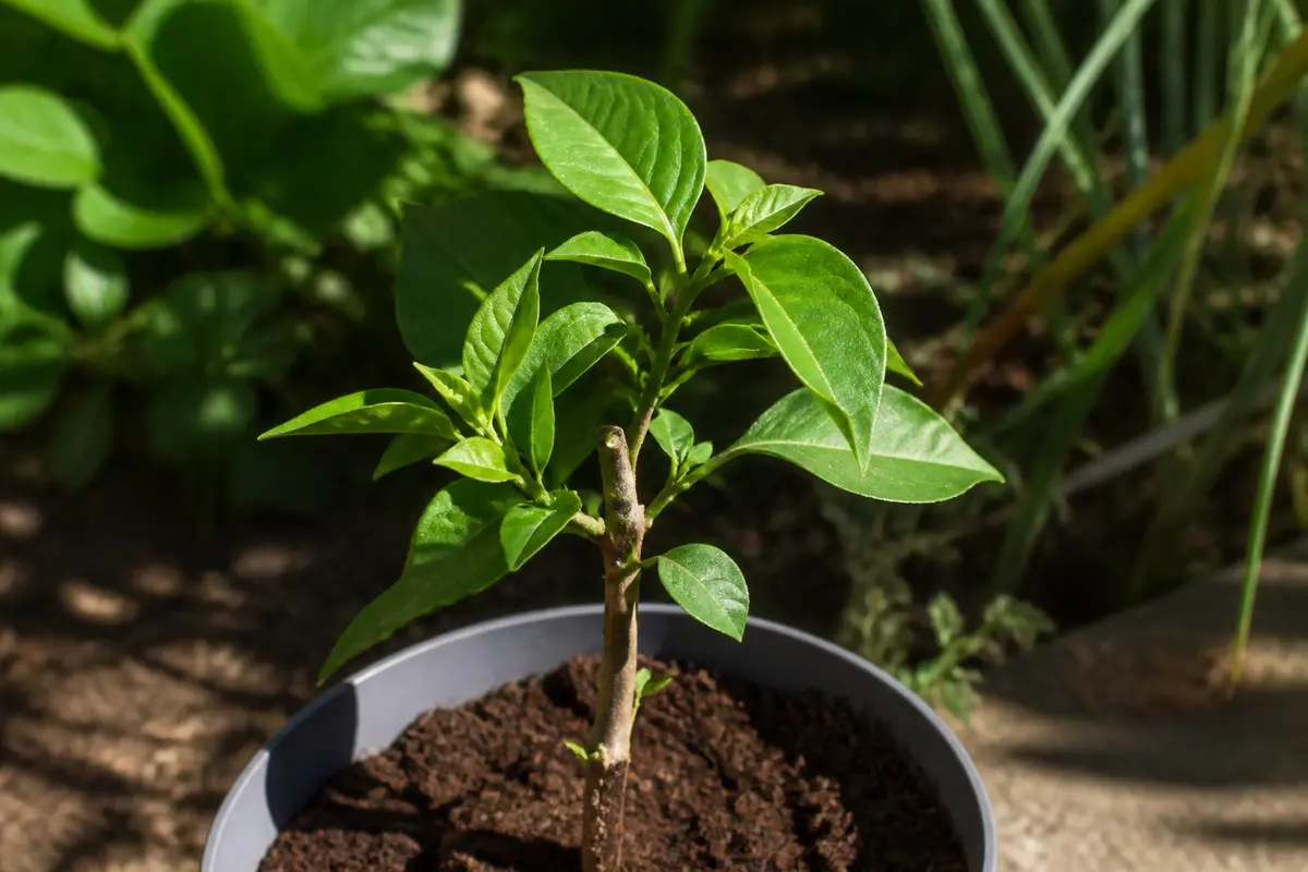 Jeune plante de bougainvillier en pot, illustrant une bouture de bougainvillier verte et vigoureuse.