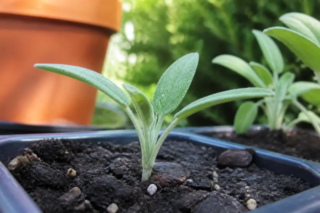 Jeune bouture de sauge poussant dans un pot sur fond flou de jardin verdoyant