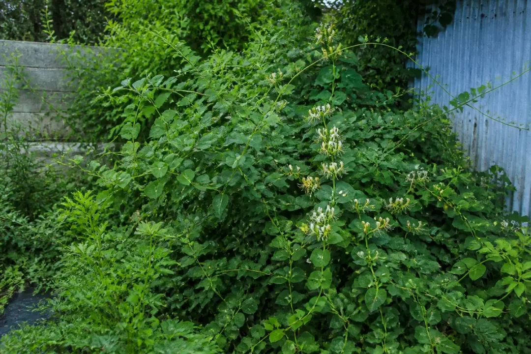 Chèvrefeuille envahissant un jardin, illustrant l'un des principaux inconvénients du chèvrefeuille