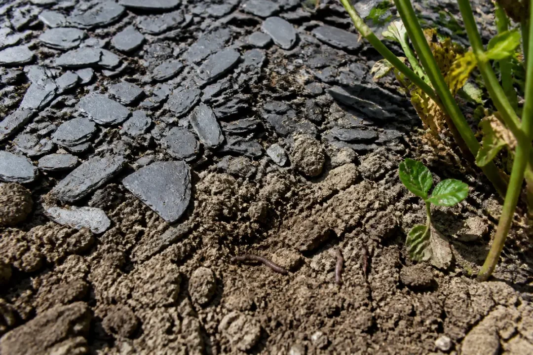 Sol recouvert d'ardoise et terre avec vers, soulignant l'inconvénient du paillage en ardoise