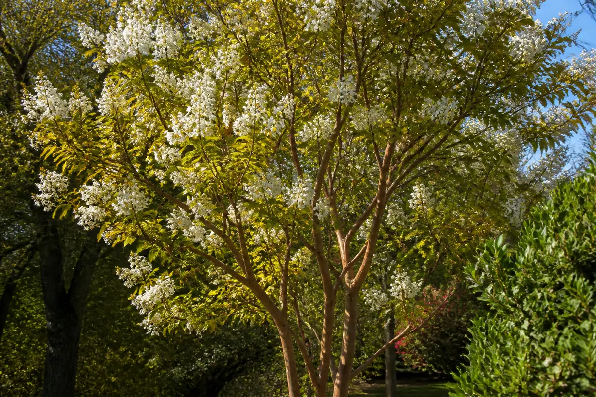 Arbre en fleurs blanches dans un jardin avec lilas du Japon en arrière-plan lumineux