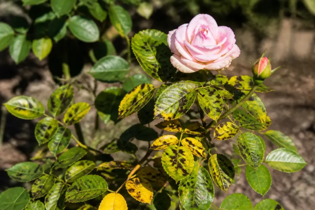 Rosier avec taches noires indiquant une maladie des rosiers sur ses feuilles.