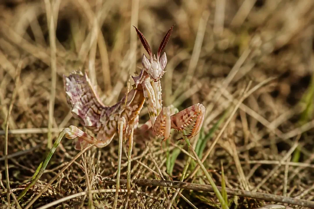 Mante religieuse camouflée sur herbes sèches avec motif de mantis détaillé et coloré